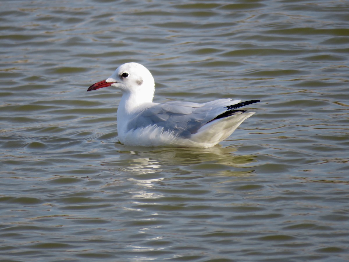 Black-headed Gull - ML115062111