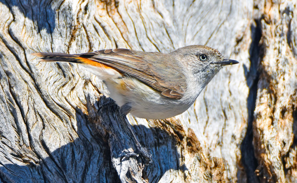 Chestnut-rumped Thornbill - Nik Mulconray