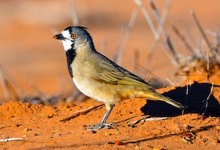 Crested Bellbird