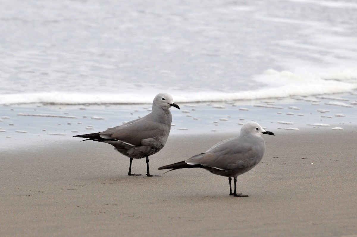 Gray Gull - ML115063361