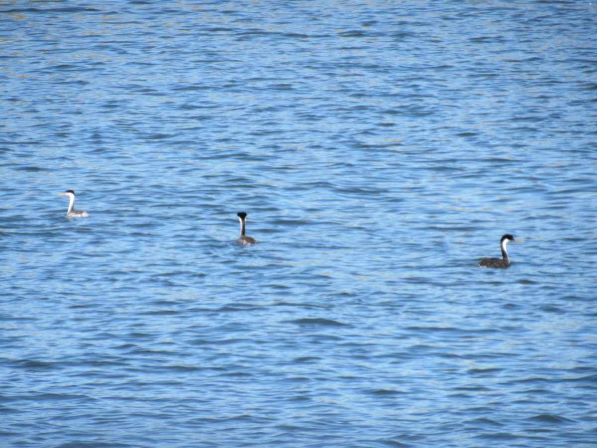 Clark's Grebe - ML115063481