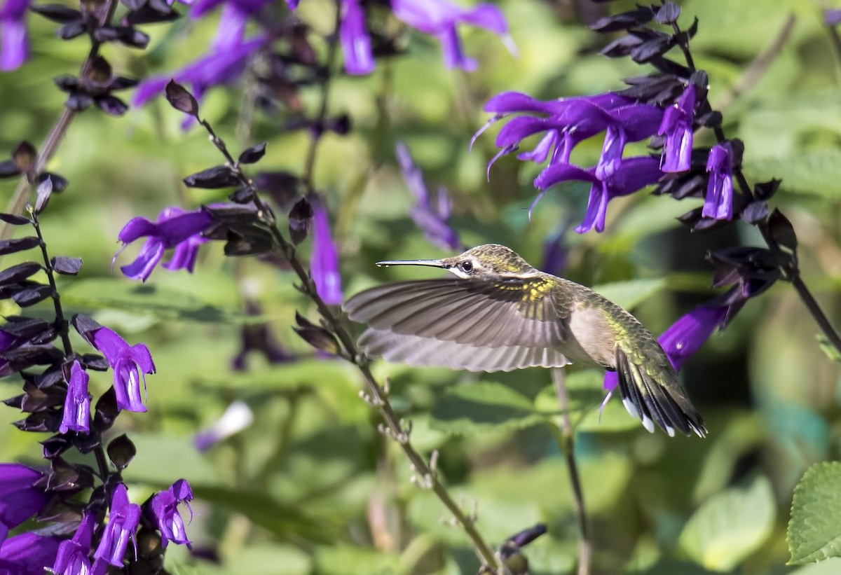 Ruby-throated Hummingbird - ML115066641