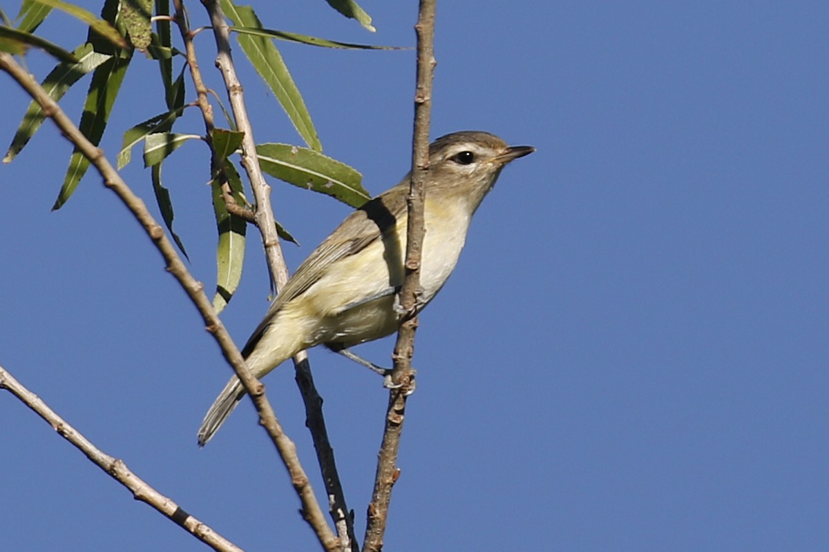 Warbling Vireo - Donna Pomeroy