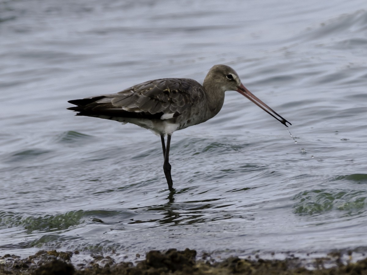 Black-tailed Godwit - ML115066981