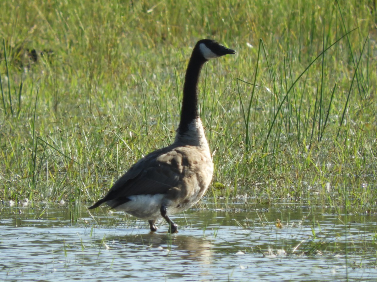 Canada Goose - ML115067501