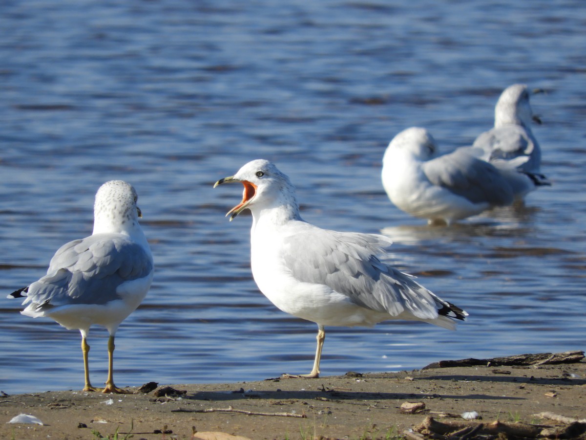 Ring-billed Gull - carol villeneuve