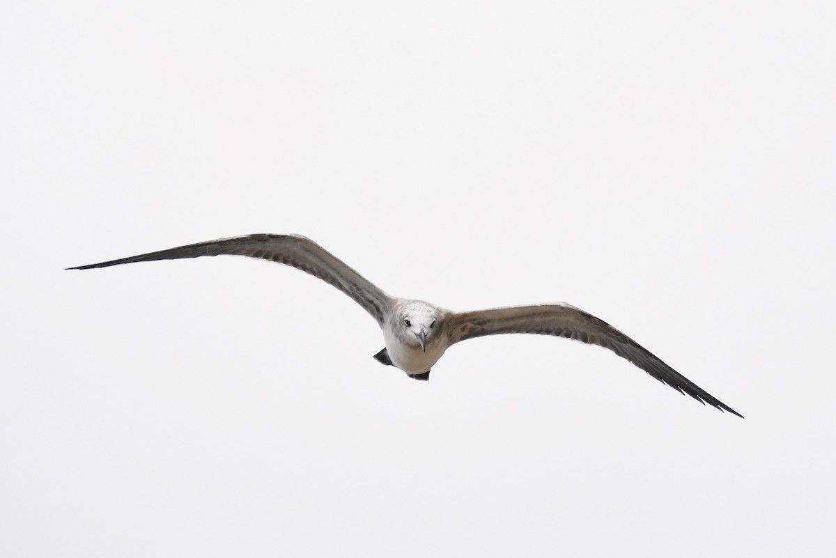 Laughing Gull - ML115068751