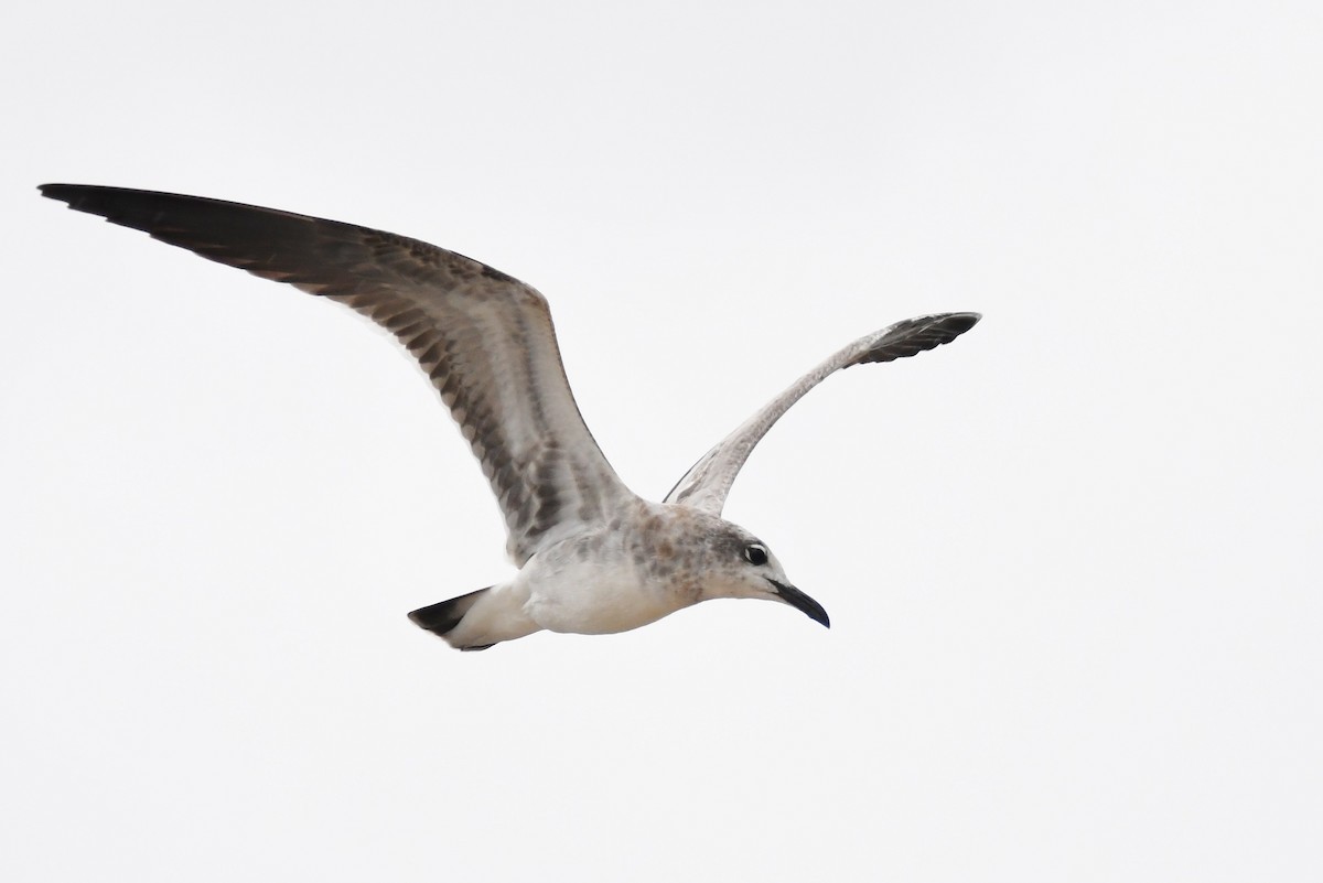 Mouette atricille - ML115068761