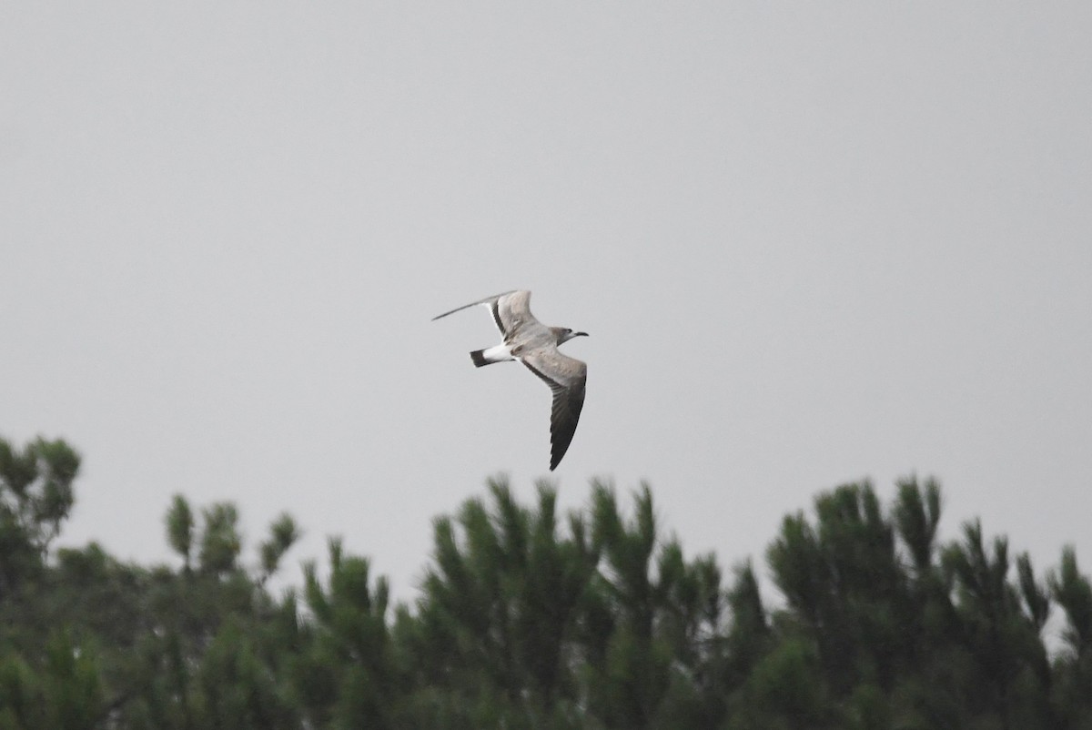 Mouette atricille - ML115068771