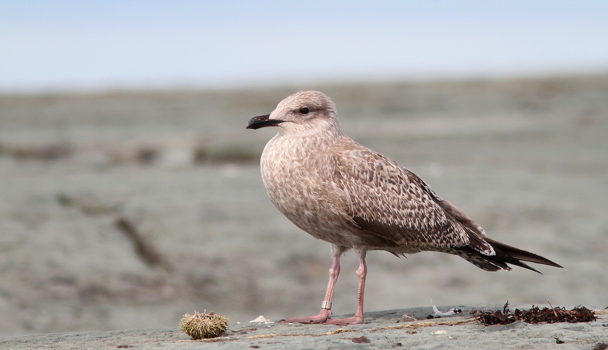 Herring Gull - ML115070161