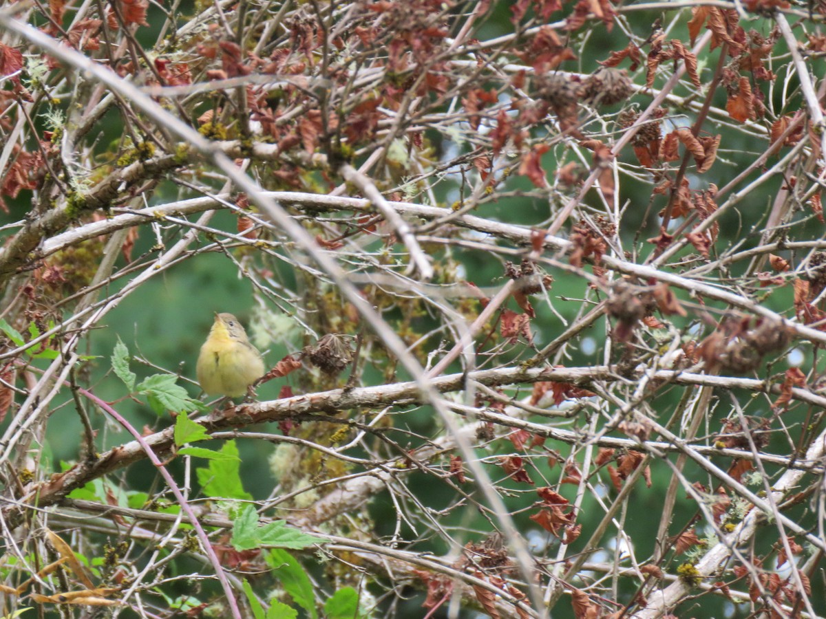 Common Yellowthroat - ML115071761