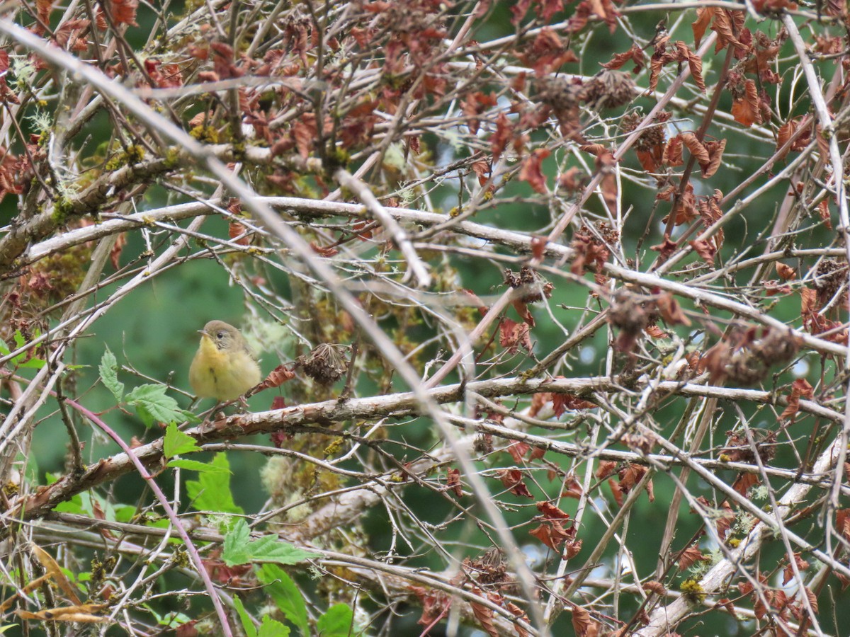 lesňáček žlutohrdlý - ML115071771