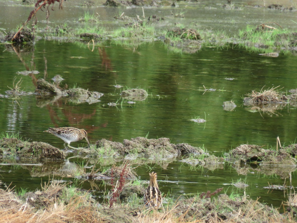 Wilson's Snipe - ML115072281