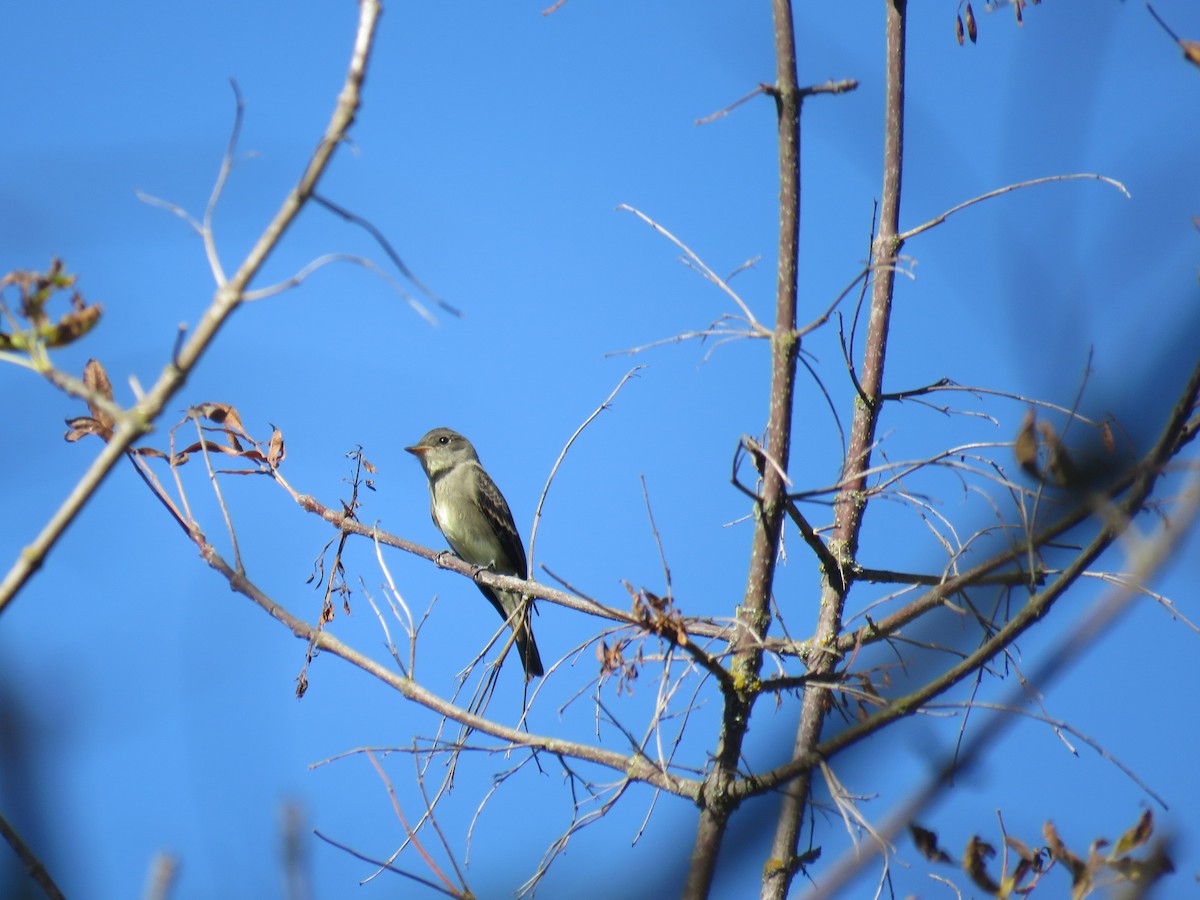 Western Wood-Pewee - Michael Conner
