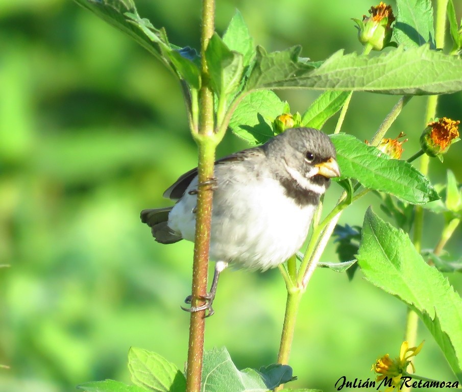 Double-collared Seedeater - ML115072861