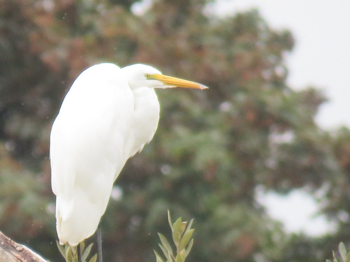Great Egret - ML115073271