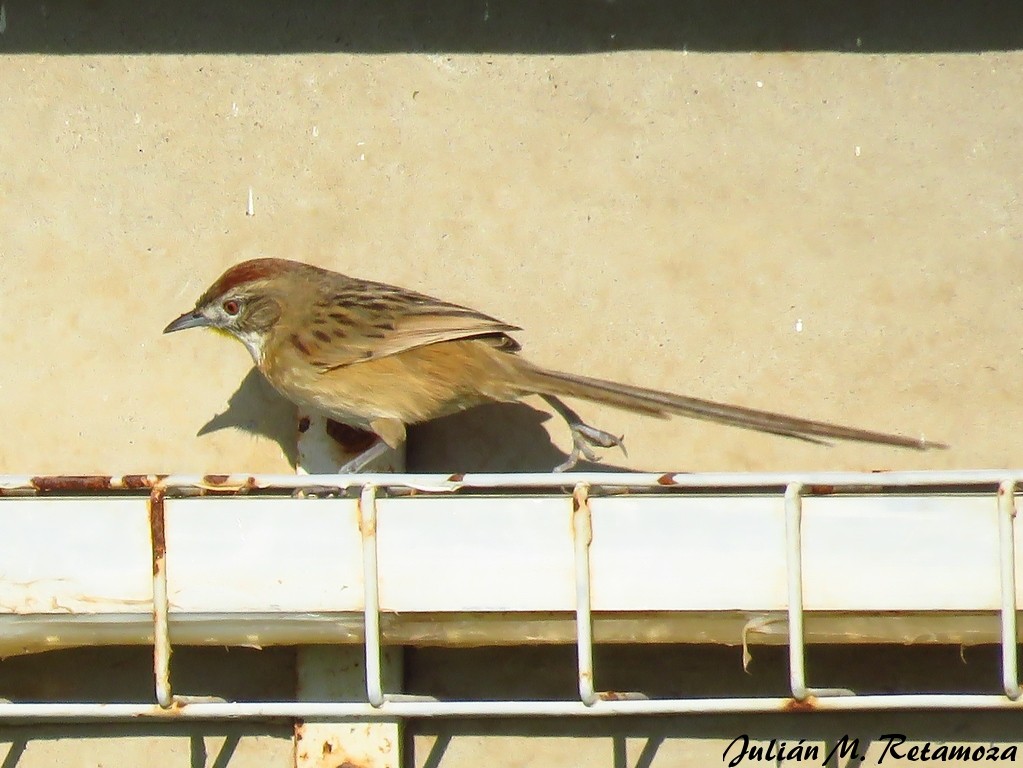 Chotoy Spinetail - Julián Retamoza