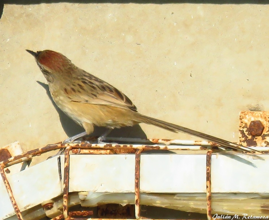 Chotoy Spinetail - Julián Retamoza