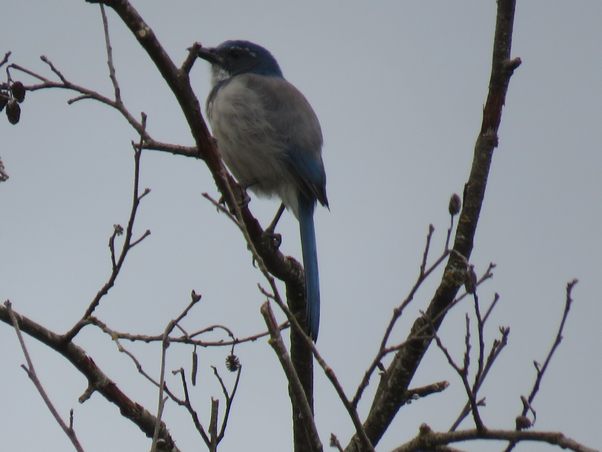 California Scrub-Jay - ML115073371