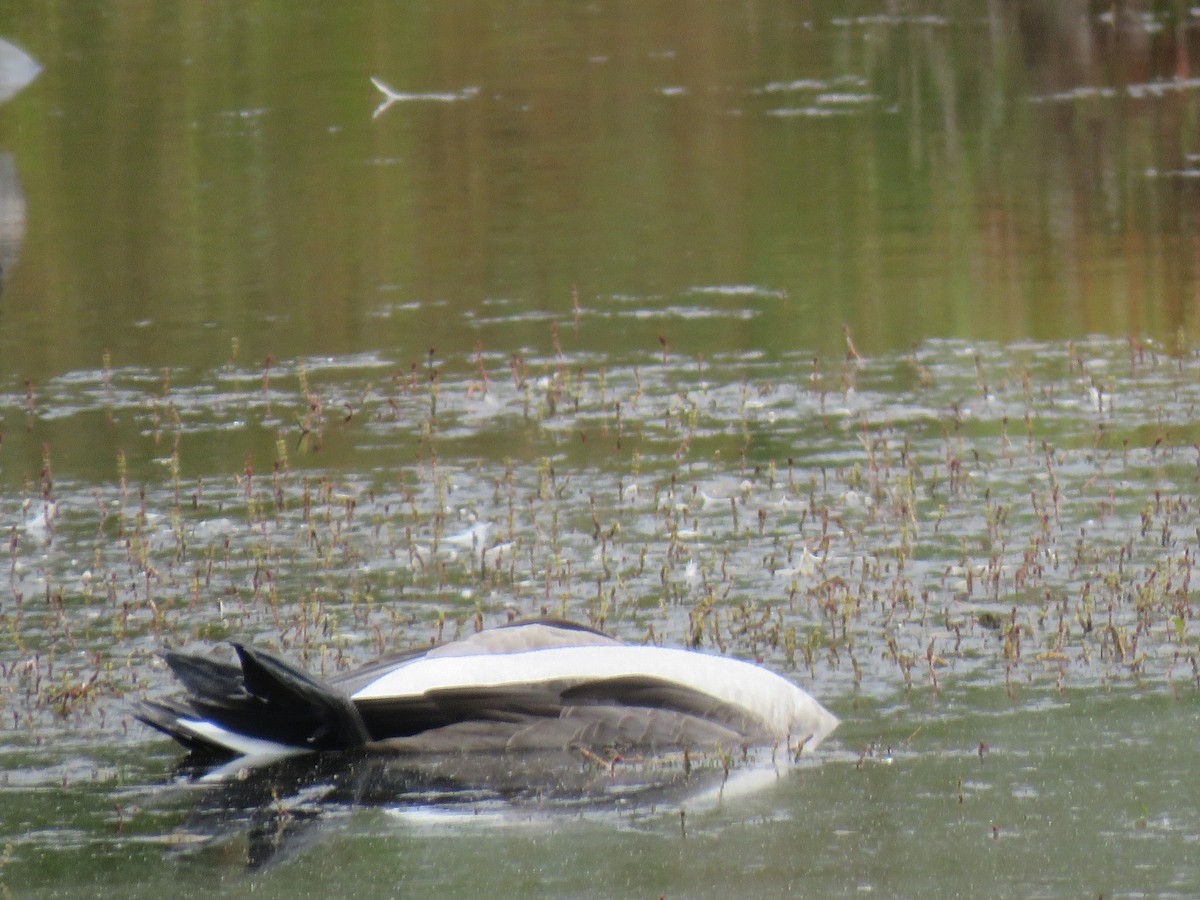 Canada Goose - ML115073461