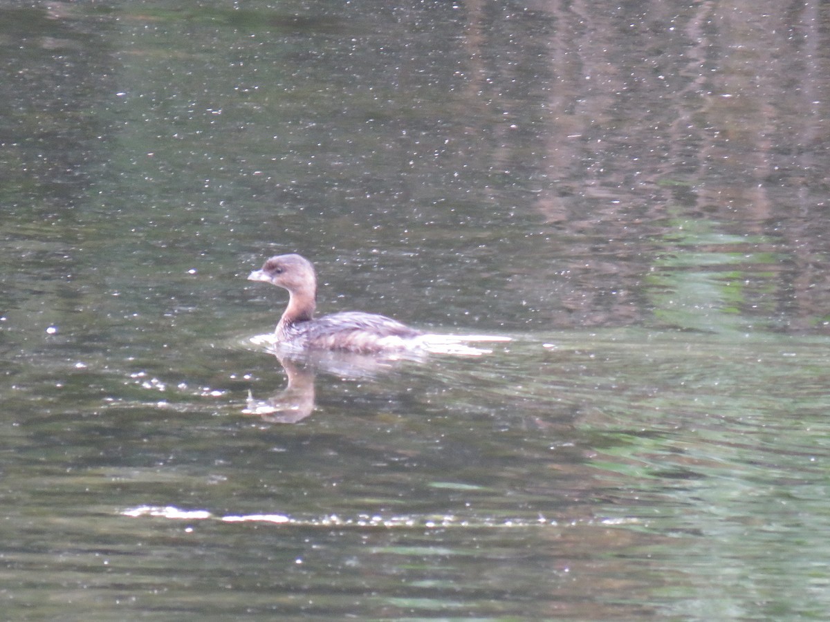Pied-billed Grebe - ML115073631