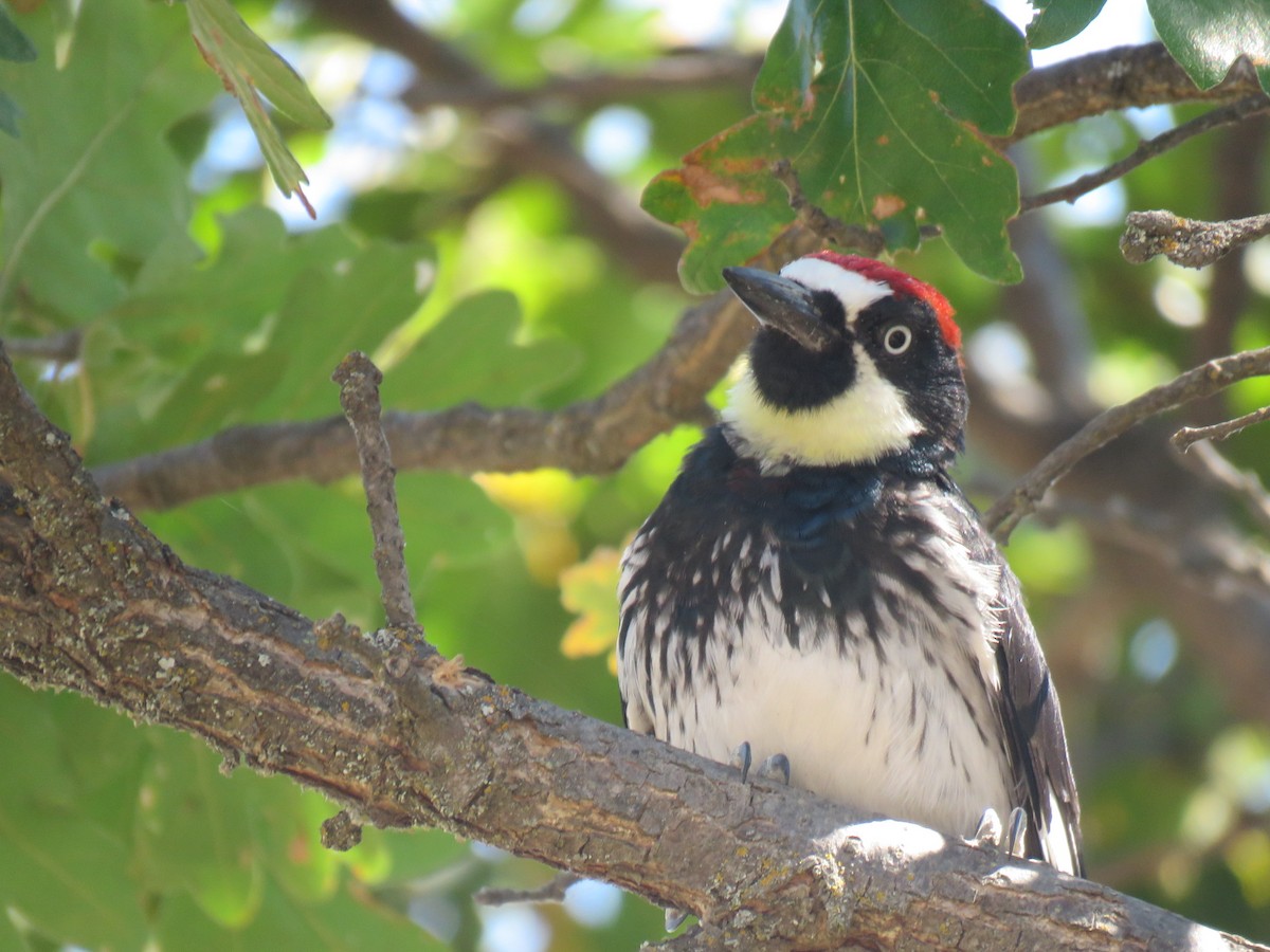 datel sběrač - ML115073881