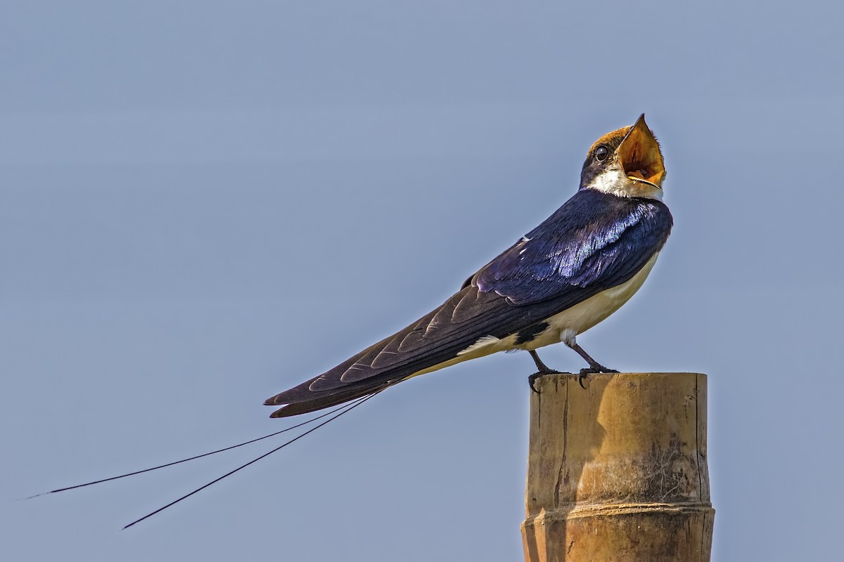Wire-tailed Swallow - Kavi Nanda