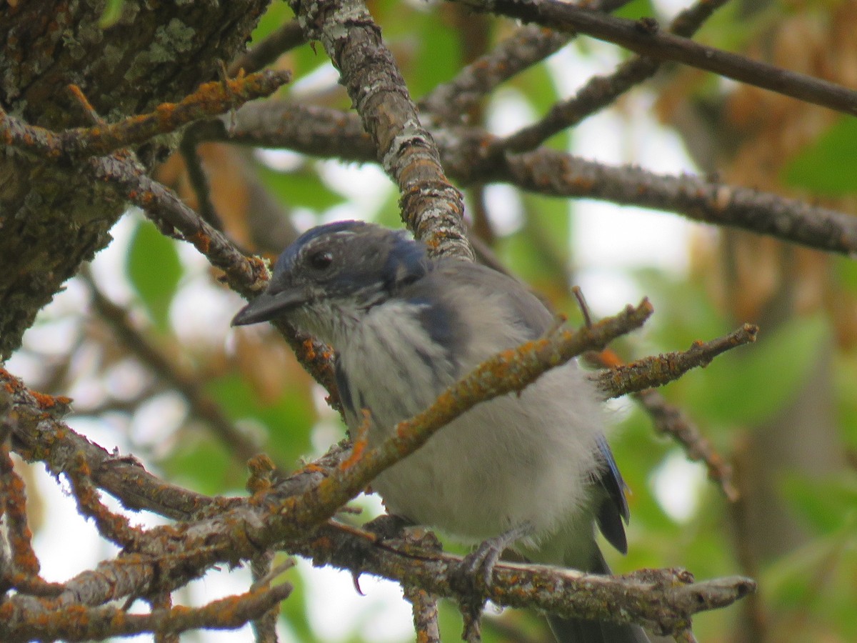 California Scrub-Jay - ML115074151