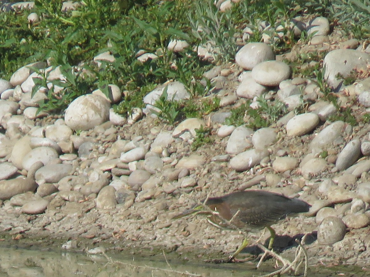 volavka zelenavá - ML115074351