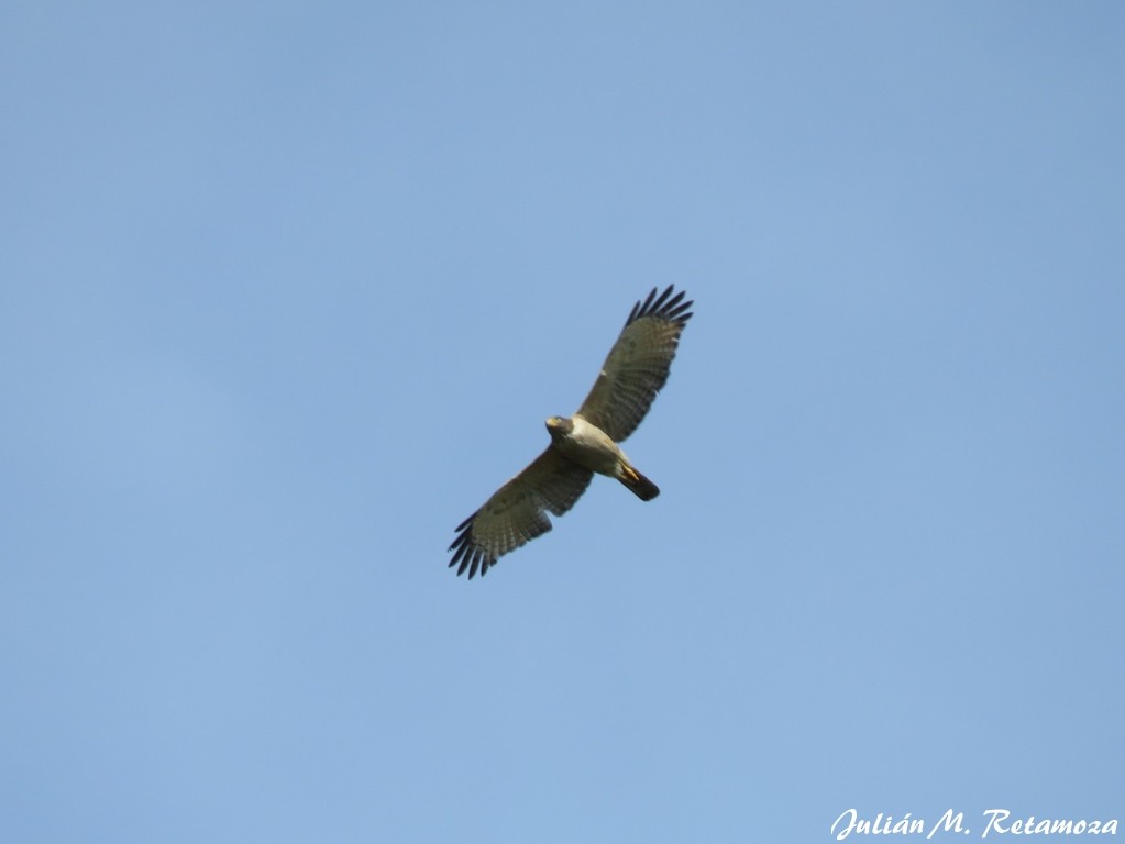 Roadside Hawk - ML115074611