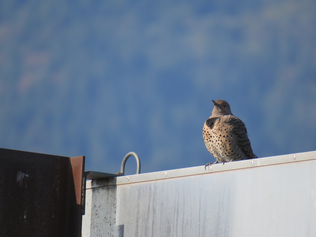 Northern Flicker - ML115074711