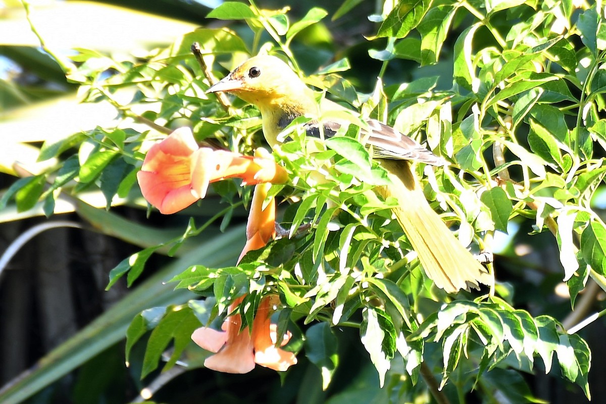 Orchard Oriole - ML115075161