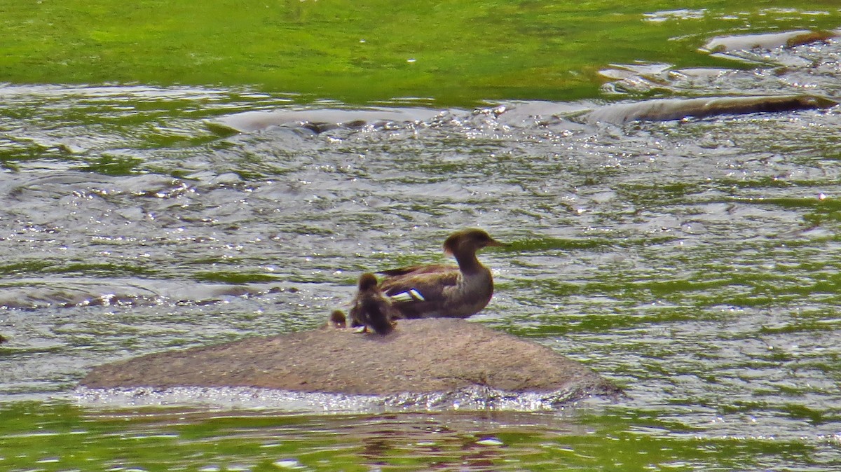 Hooded Merganser - ML115075361