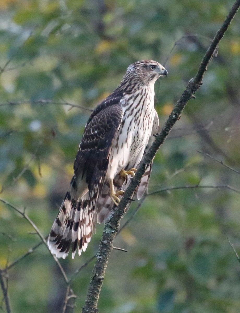 Cooper's Hawk - ML115076421