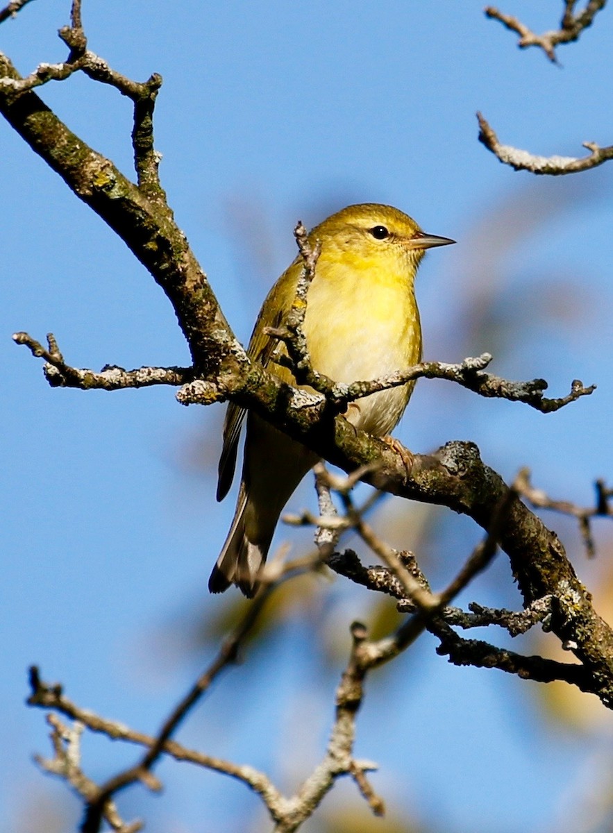 Tennessee Warbler - Jeffrey Boland