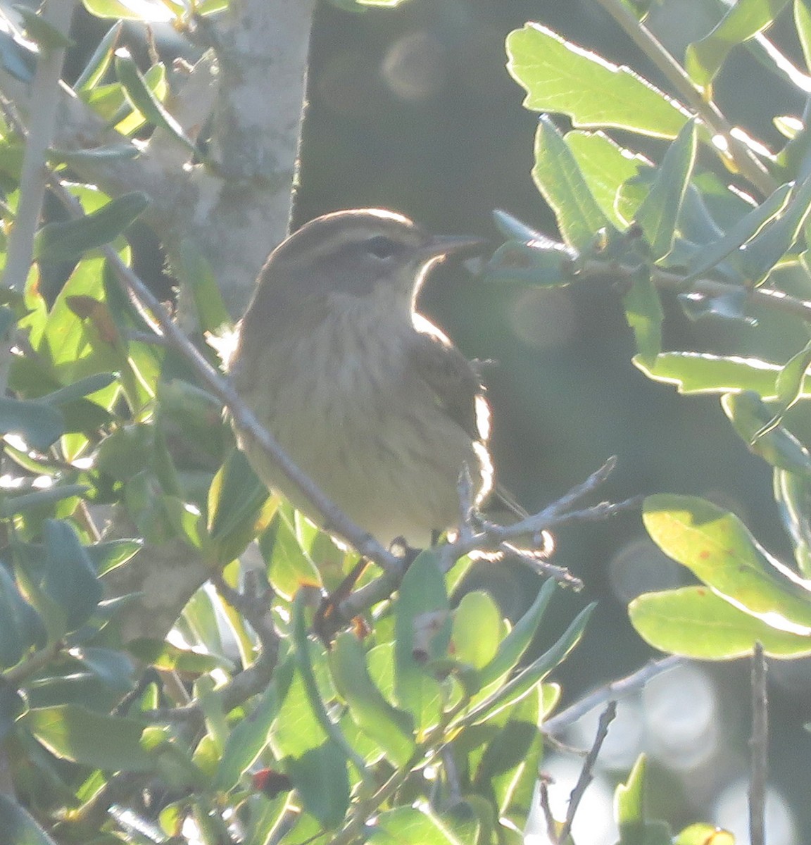 Reinita Palmera (palmarum) - ML115078721