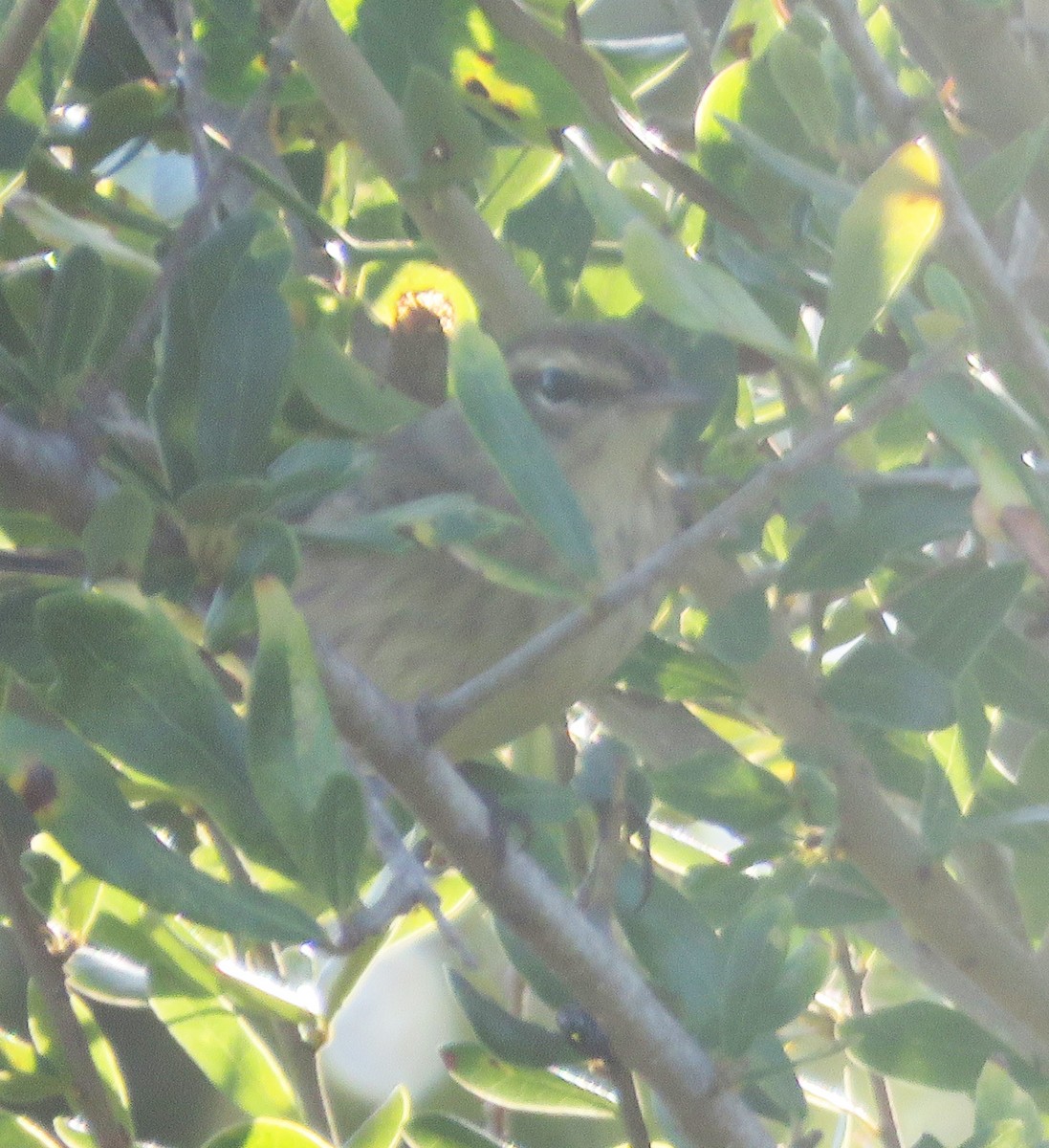 Palm Warbler (Western) - ML115078731