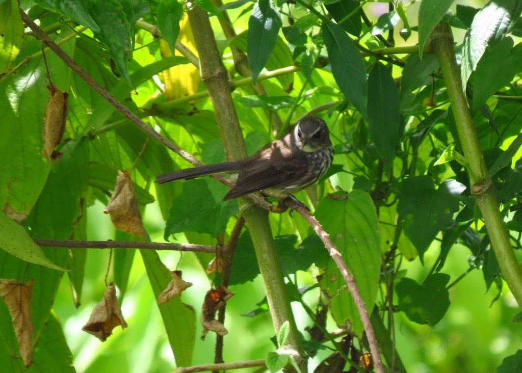 Fiji Streaked Fantail - ML115083611