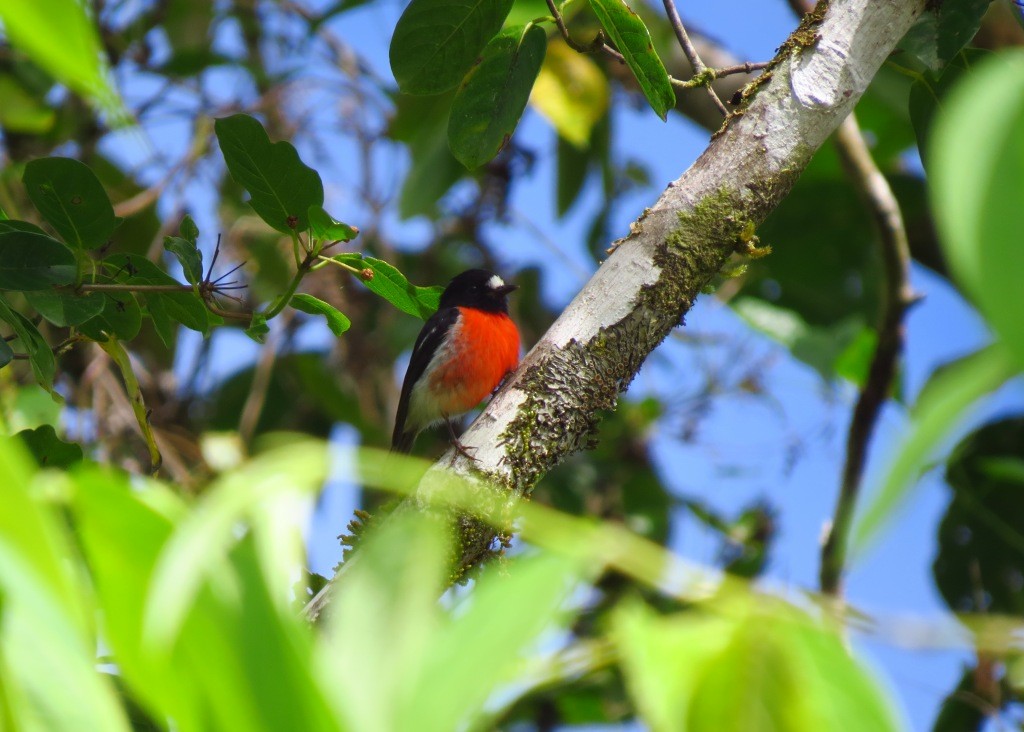 Pacific Robin - ML115083661