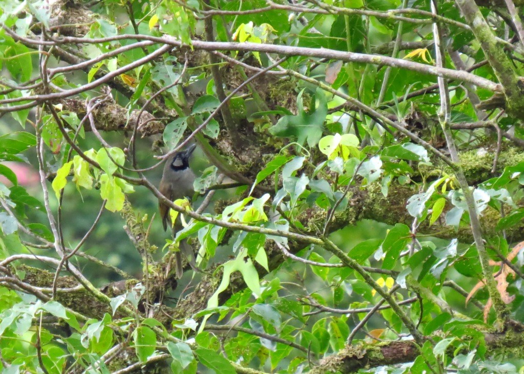 Black-throated Shrikebill - ML115083771