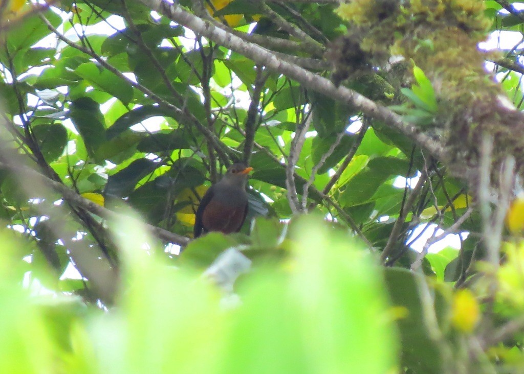 Fiji Island-Thrush - ML115083791