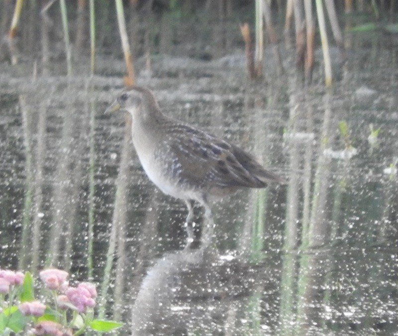 Polluela Sora - ML115083951