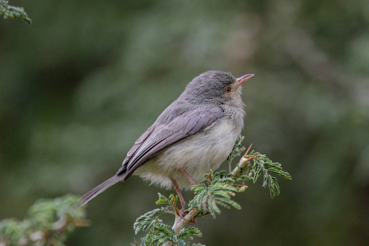 Buff-bellied Warbler - Tommy Pedersen