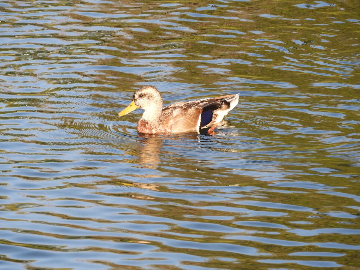 Mallard - Yvonne Burch-Hartley