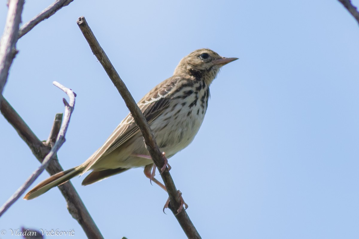 Tree Pipit - Vladan Vuckovic