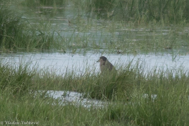 Black-crowned Night Heron - ML115087351