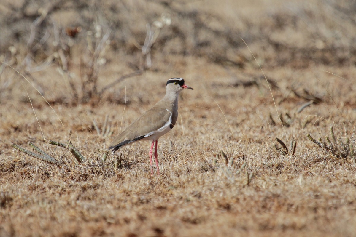 Crowned Lapwing - ML115087661