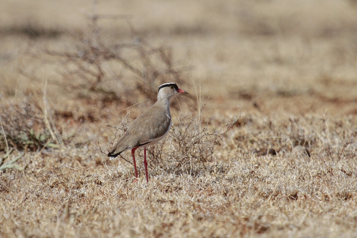 Crowned Lapwing - ML115087691