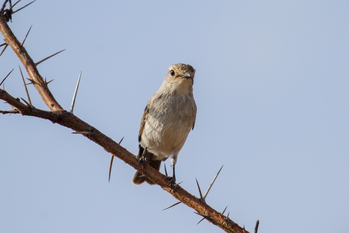 African Gray Flycatcher - ML115087781