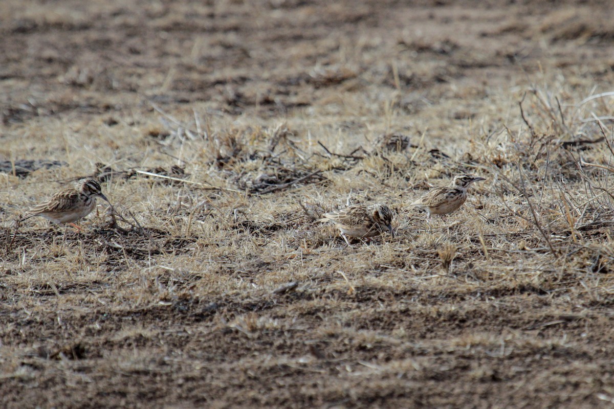 Short-tailed Lark - ML115087801